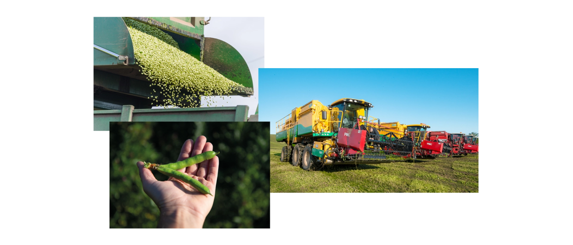 KTR Insight, Story: Gutes Gemüse, Mosaik KTR Insight, Story: Gutes Gemüse, Mosaik